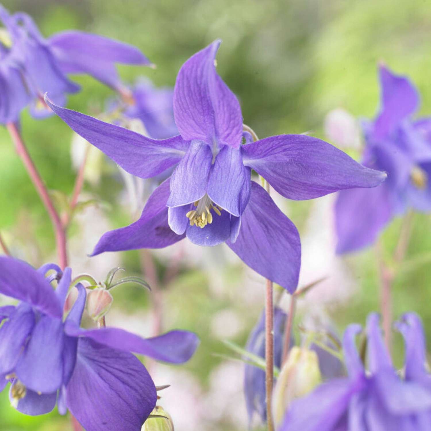 Akeleje 'Alpina'